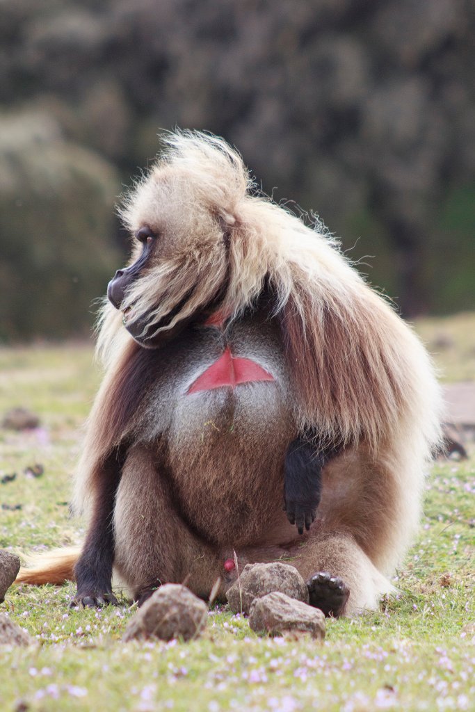 17-Gelada male.jpg - Gelada male